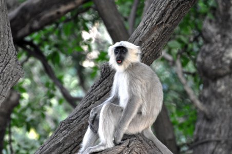 Grey And White Monkey On Tree Branch photo