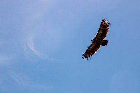 Falcon On Flight