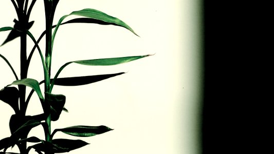 Green Leaves Plant