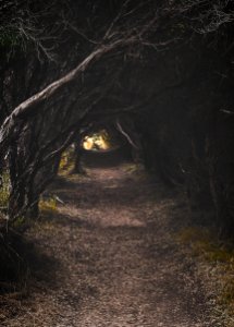 Tree Pathway photo