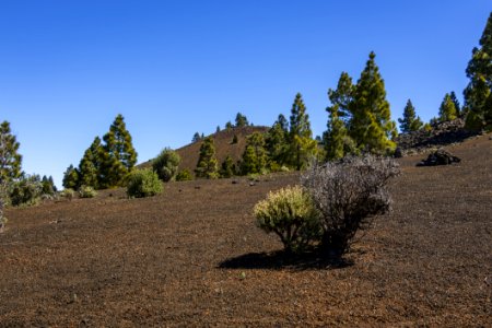 Sky Tree Wilderness Vegetation