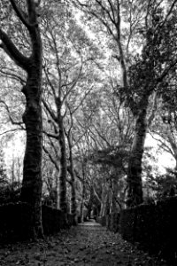 Tree Woodland Branch Black And White photo