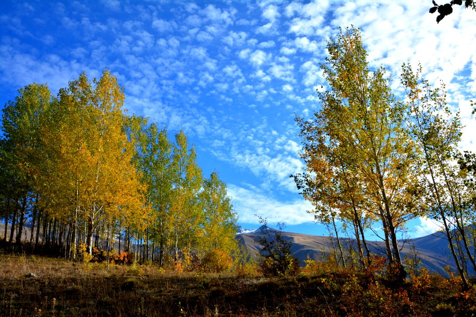 Nature Sky Ecosystem Leaf