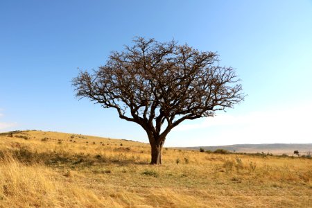 Ecosystem Tree Savanna Grassland photo