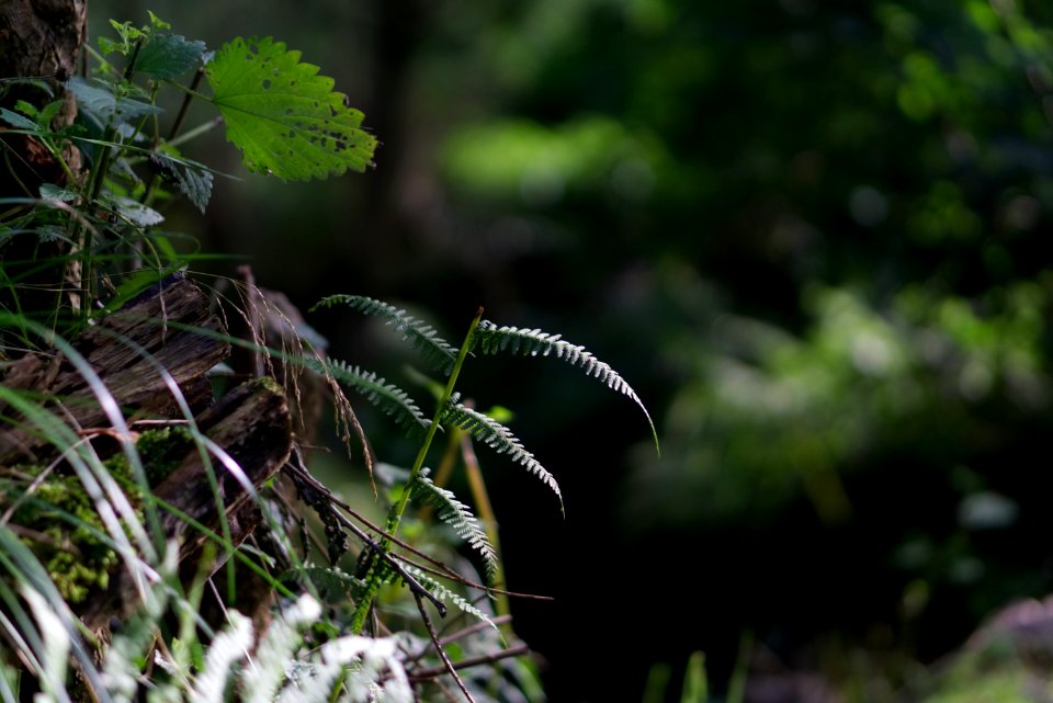 Vegetation Ecosystem Flora Leaf