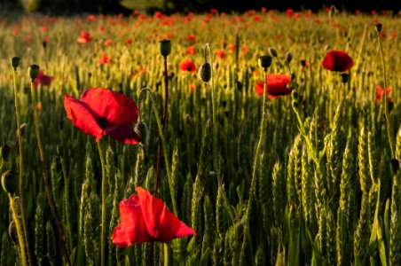 Flower Field Wildflower Ecosystem photo