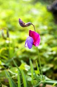 Flower Plant Flora Purple