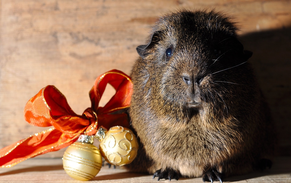 Christmas rodent close up