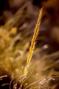 Close Up Grass Family Grass Grain