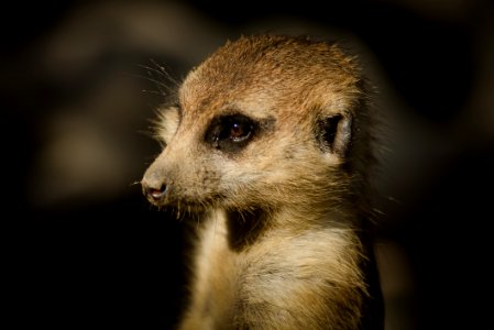 Meerkat Mammal Fauna Whiskers