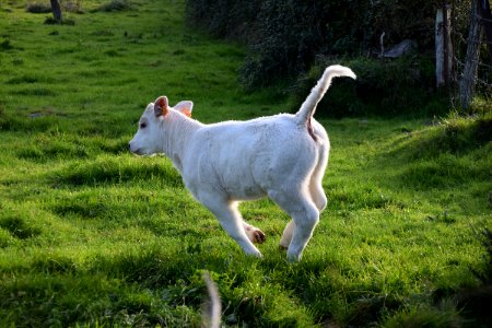 Goats Goat Pasture Cattle Like Mammal photo