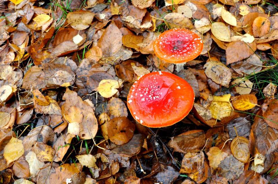 Mushroom Fungus Medicinal Mushroom Edible Mushroom