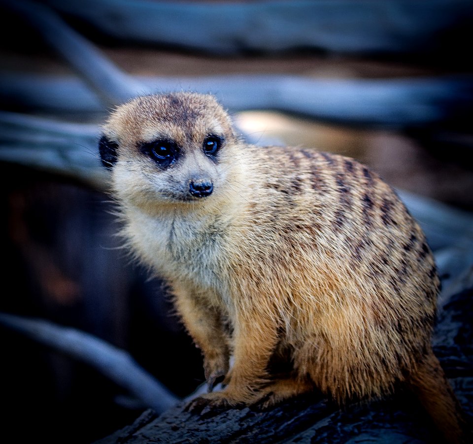 Meerkat Mammal Fauna Whiskers