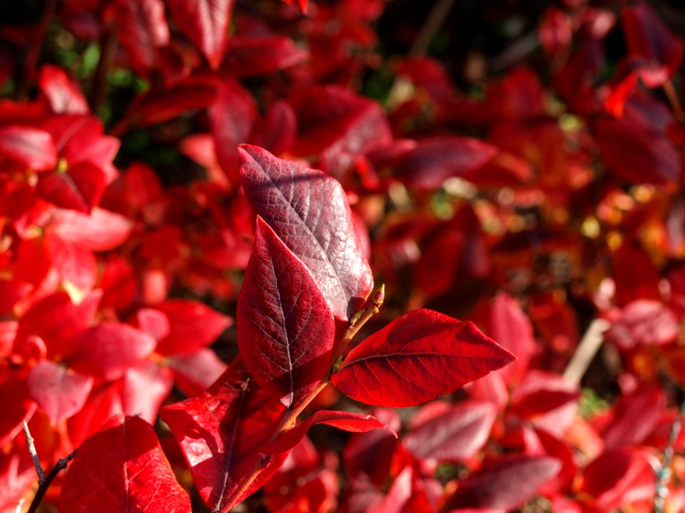 Red Leaf Autumn Deciduous