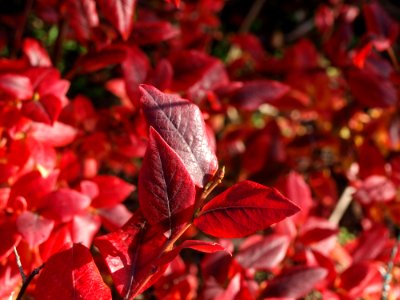 Red Leaf Autumn Deciduous photo