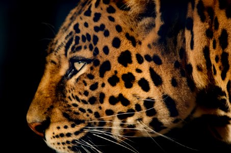 Wildlife Leopard Jaguar Mammal