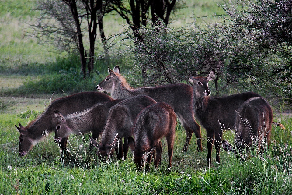 Wilderness safari nature