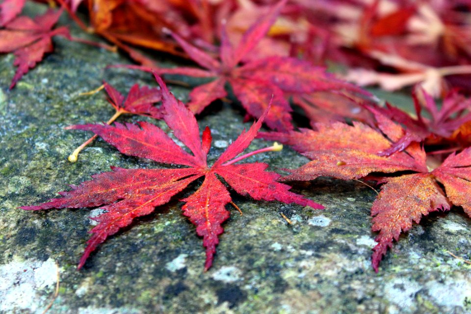 Maple Leaf Leaf Plant Tree