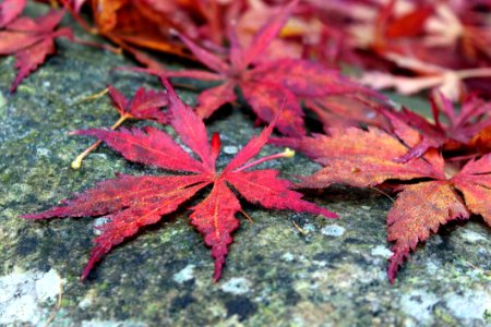 Maple Leaf Leaf Plant Tree