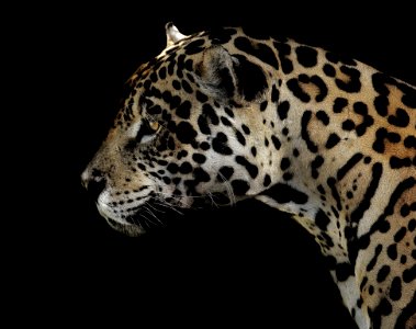 Jaguar Terrestrial Animal Wildlife Leopard photo