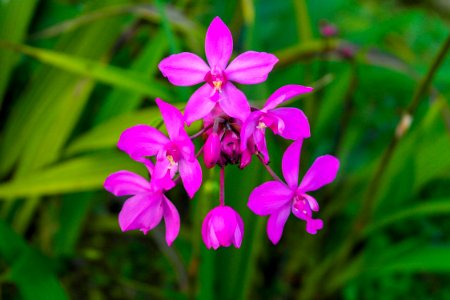 Flower Plant Flora Flowering Plant