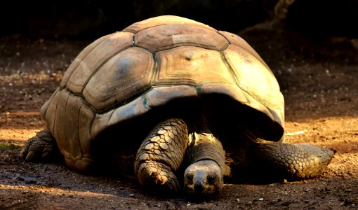 Tortoise Turtle Terrestrial Animal Reptile