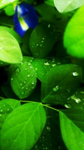 Water Green Leaf Dew photo