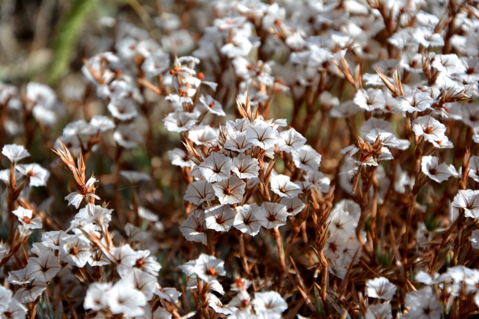 Flora Flower Spring Plant
