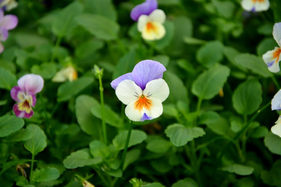 Flower Plant Flora Violet Family