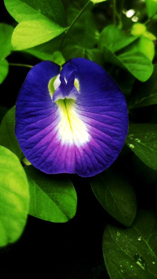 Flower Plant Flora Violet