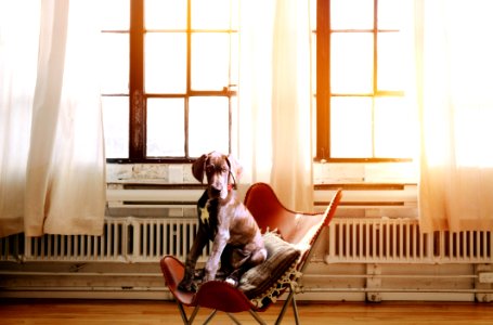 Furniture Room Sitting Chair photo