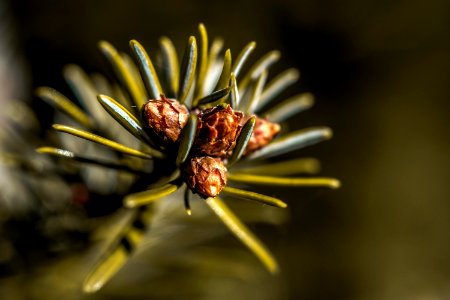 Flora Macro Photography Close Up Insect photo