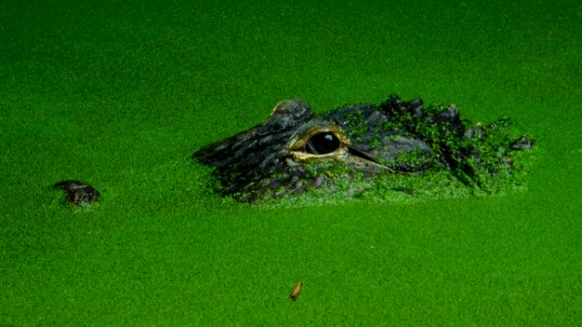 Green Ecosystem Vegetation Fauna