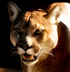 Wildlife Puma Cougar Mammal