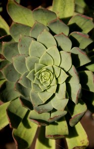 Plant Flora Leaf Flower