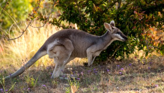 Kangaroo Wildlife Macropodidae Fauna
