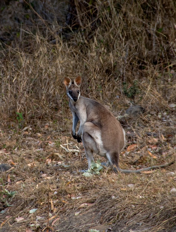Wallaby Wildlife Macropodidae Fauna