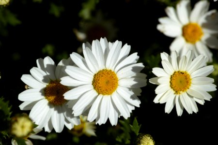 Flower Oxeye Daisy Chamaemelum Nobile Tanacetum Parthenium