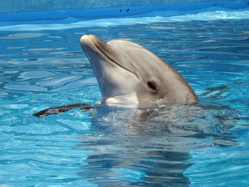 Animal marine blue animals