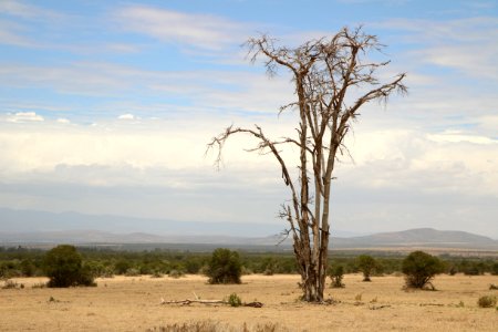 Ecosystem Savanna Sky Tree photo