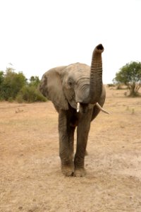 Elephant Elephants And Mammoths Indian Elephant Mammal