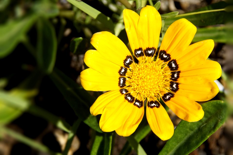 Flower Yellow Flora Wildflower