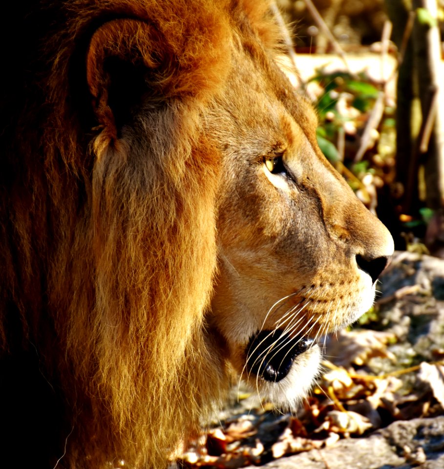 Wildlife Lion Mammal Terrestrial Animal photo