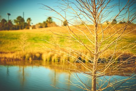 Selective Focus Photography Of Bare Tree With Body Of Water Background photo
