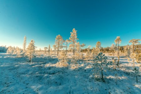 Landscape Photography Of Snowy Forest Under Clear Sky