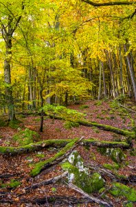 Woodland Nature Ecosystem Leaf