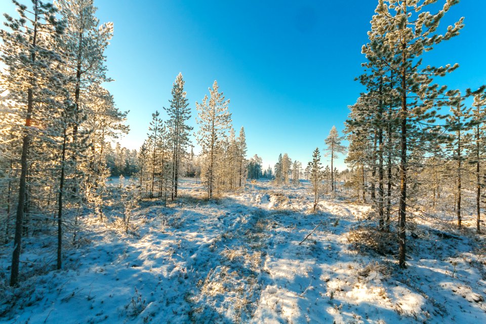 Snow Covered Field And Green Leaf Trees Under Blue Sky