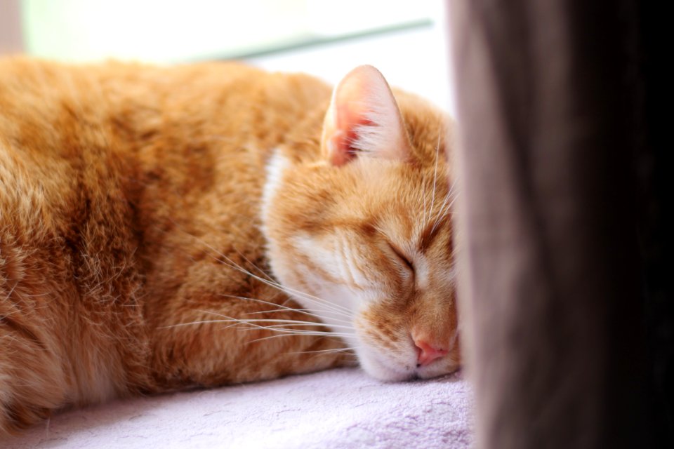 Cat Whiskers Skin Small To Medium Sized Cats
