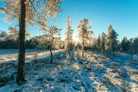 Landscape Photography Of Trees Covered With Snow photo