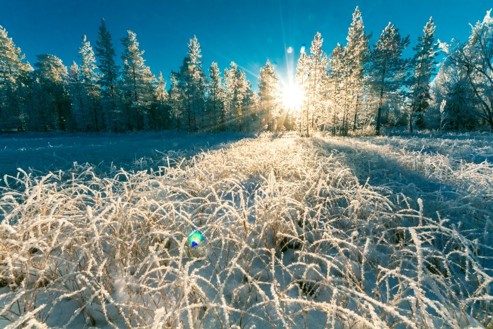 Photo Of White Pine Trees